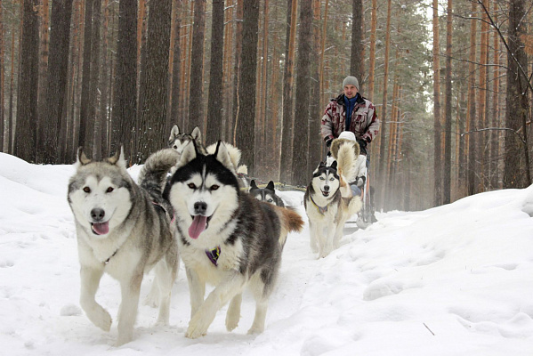 Катание на хаски в Иркутске. Ultra Подарки. Катание на хаски в Иркутске. Попробуйте Катание на хаски. Сервис: UltraPodarki.ru 8 800 505 95 30. Катание на хаски Иркутск, Катание на хаски в Иркутске, хаски, животные в Иркутске, 