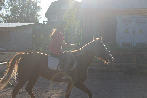 Обучение верховой езде. Подарочные сертификаты Ultra Подарки Иркутск. Купить оригинальный подарок или подарочный сертификат на Обучение верховой езде. Сервис UltraPodarki.ru Иркутск 8 800 505 95 30. 