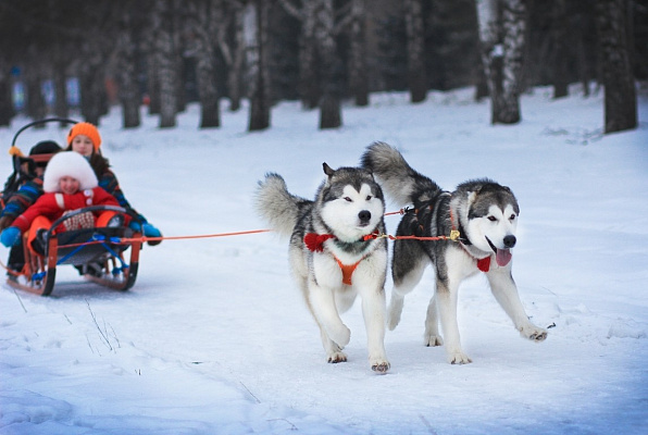 Катание на хаски в Иркутске. Ultra Подарки. Катание на хаски в Иркутске. Попробуйте Катание на хаски. Сервис: UltraPodarki.ru 8 800 505 95 30. Катание на хаски Иркутск, Катание на хаски в Иркутске, хаски, животные в Иркутске, 