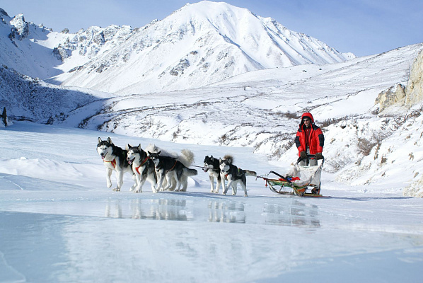 Катание на хаски в Иркутске. Ultra Подарки. Катание на хаски в Иркутске. Попробуйте Катание на хаски. Сервис: UltraPodarki.ru 8 800 505 95 30. Катание на хаски Иркутск, Катание на хаски в Иркутске, хаски, животные в Иркутске, 