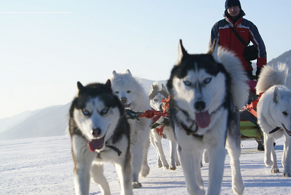 Катание на хаски в Иркутске. Ultra Подарки. Катание на хаски в Иркутске. Попробуйте Катание на хаски. Сервис: UltraPodarki.ru 8 800 505 95 30. Катание на хаски Иркутск, Катание на хаски в Иркутске, хаски, животные в Иркутске, 