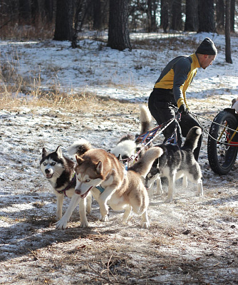 Катание на хаски в Иркутске. Ultra Подарки. Катание на хаски в Иркутске. Попробуйте Катание на хаски. Сервис: UltraPodarki.ru 8 800 505 95 30. Катание на хаски Иркутск, Катание на хаски в Иркутске, хаски, животные в Иркутске, 