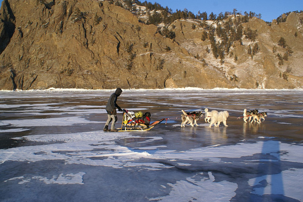 Катание на хаски в Иркутске. Ultra Подарки. Катание на хаски в Иркутске. Попробуйте Катание на хаски. Сервис: UltraPodarki.ru 8 800 505 95 30. Катание на хаски Иркутск, Катание на хаски в Иркутске, хаски, животные в Иркутске, 