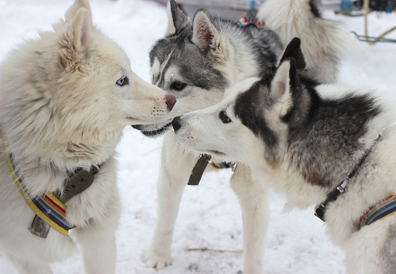 Катание на хаски в Иркутске. Ultra Подарки. Катание на хаски в Иркутске. Попробуйте Катание на хаски. Сервис: UltraPodarki.ru 8 800 505 95 30. Катание на хаски Иркутск, Катание на хаски в Иркутске, хаски, животные в Иркутске, 