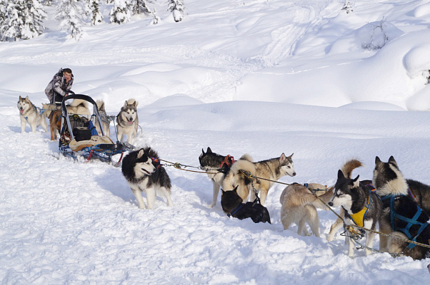 Катание на хаски в Иркутске. Ultra Подарки. Катание на хаски в Иркутске. Попробуйте Катание на хаски. Сервис: UltraPodarki.ru 8 800 505 95 30. Катание на хаски Иркутск, Катание на хаски в Иркутске, хаски, животные в Иркутске, 