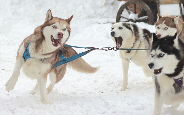 Катание на хаски в Иркутске. Ultra Подарки. Катание на хаски в Иркутске. Попробуйте Катание на хаски. Сервис: UltraPodarki.ru 8 800 505 95 30. Катание на хаски Иркутск, Катание на хаски в Иркутске, хаски, животные в Иркутске, 