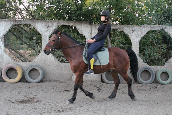 Обучение верховой езде. Подарочные сертификаты Ultra Подарки Иркутск. Купить оригинальный подарок или подарочный сертификат на Обучение верховой езде. Сервис UltraPodarki.ru Иркутск 8 800 505 95 30. 