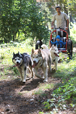 Катание на хаски в Иркутске. Ultra Подарки. Катание на хаски в Иркутске. Попробуйте Катание на хаски. Сервис: UltraPodarki.ru 8 800 505 95 30. Катание на хаски Иркутск, Катание на хаски в Иркутске, хаски, животные в Иркутске, 